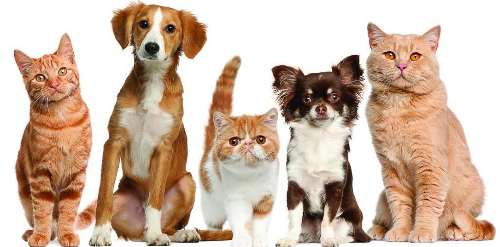 Доска объявлений о животных | ЗооТом - продажа, вязка и услуги для животных в Красноармейске