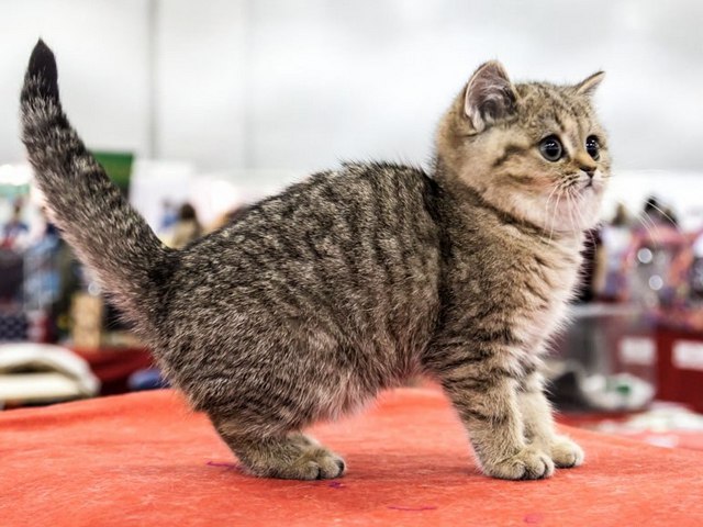 Породы кошек в Красноармейске | ЗооТом портал о животных