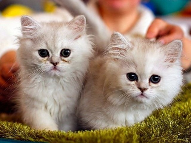 Породы кошек в Красноармейске | ЗооТом портал о животных