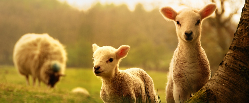 Объявления о сельскохозяйственных животных | ЗооТом - продажа, вязка и услуги для животных в Красноармейске