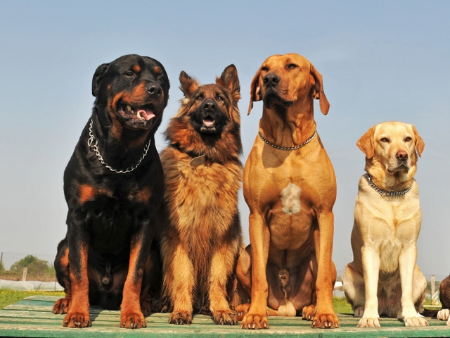 Крупные породы собак в Красноармейске | ЗооТом портал о животных